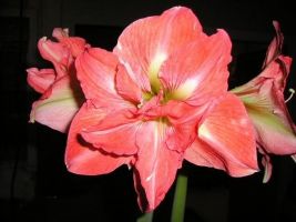 Amaryllis Jumbo Potted Kit - Lady Jane